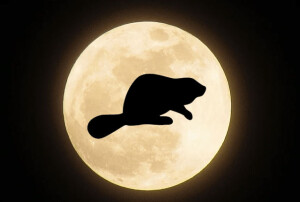 Full Beaver Moon